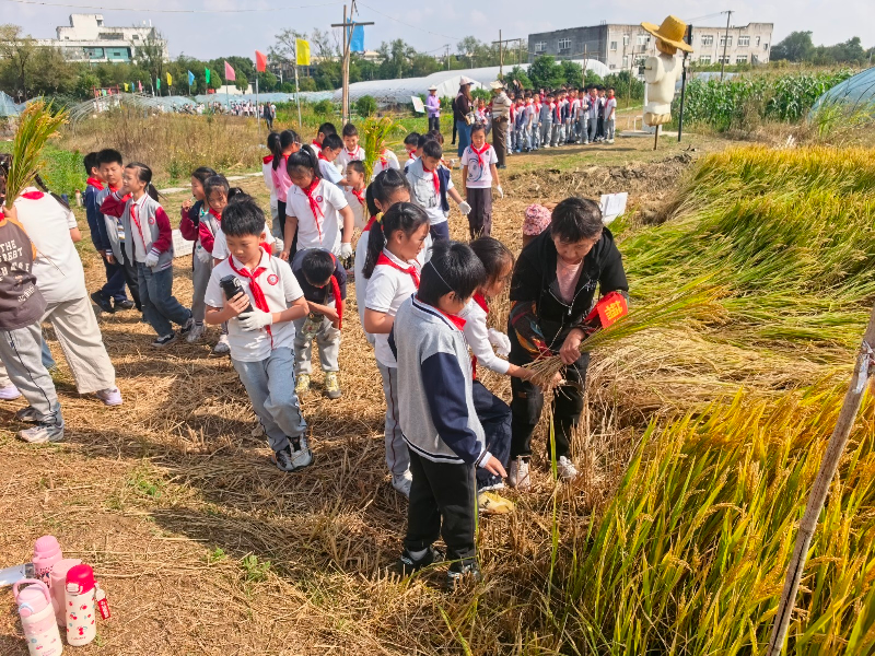生态绿 劳动美 乐成长 ——凤溪小学组织四年级学生开展劳动社会实践活动